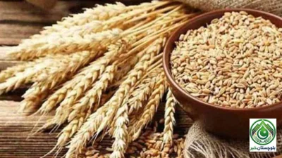 Wheat Procurement Campaign Underway in Punjab, Thousands of Farmers Registered