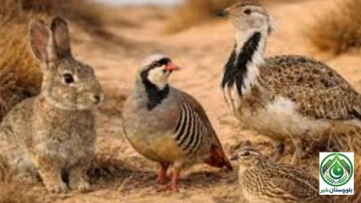 Environmental protection is a shared responsibility, says Balochistan Forest Secretary