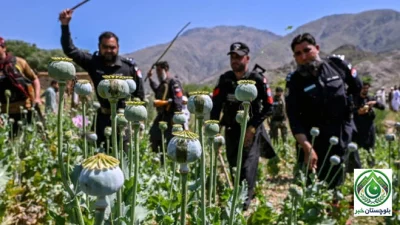 لورالائی میں پولیس کارروائی، دو ایکڑ پر کاشت افیون کی فصل تلف، مقدمہ درج