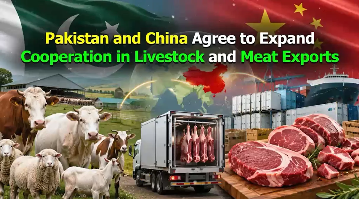 پاکستان اور چین کا لائیو اسٹاک اور حلال گوشت کی برآمدات کے شعبے میں تعاون بڑھانے پر اتفاق
