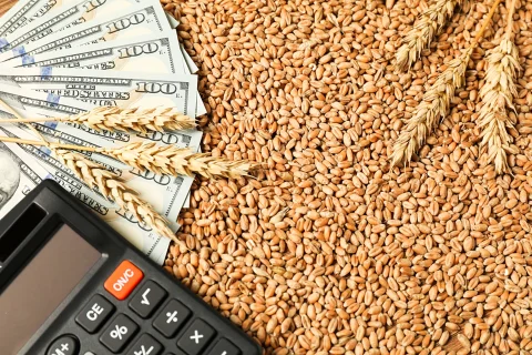 بلوچستان میں ژوب کے سرکاری ذخائر میں گندم کی کامیاب نیلامی