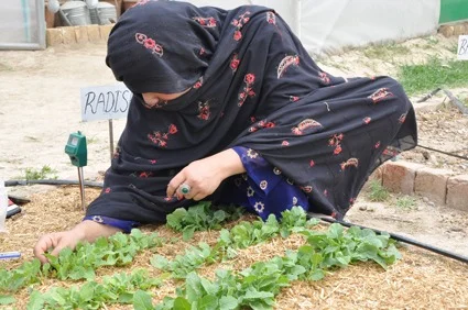 بلوچستان میں خواتین کے لیے کچن ویسٹ سے قدرتی کھاد بنانے کی کامیاب تربیت